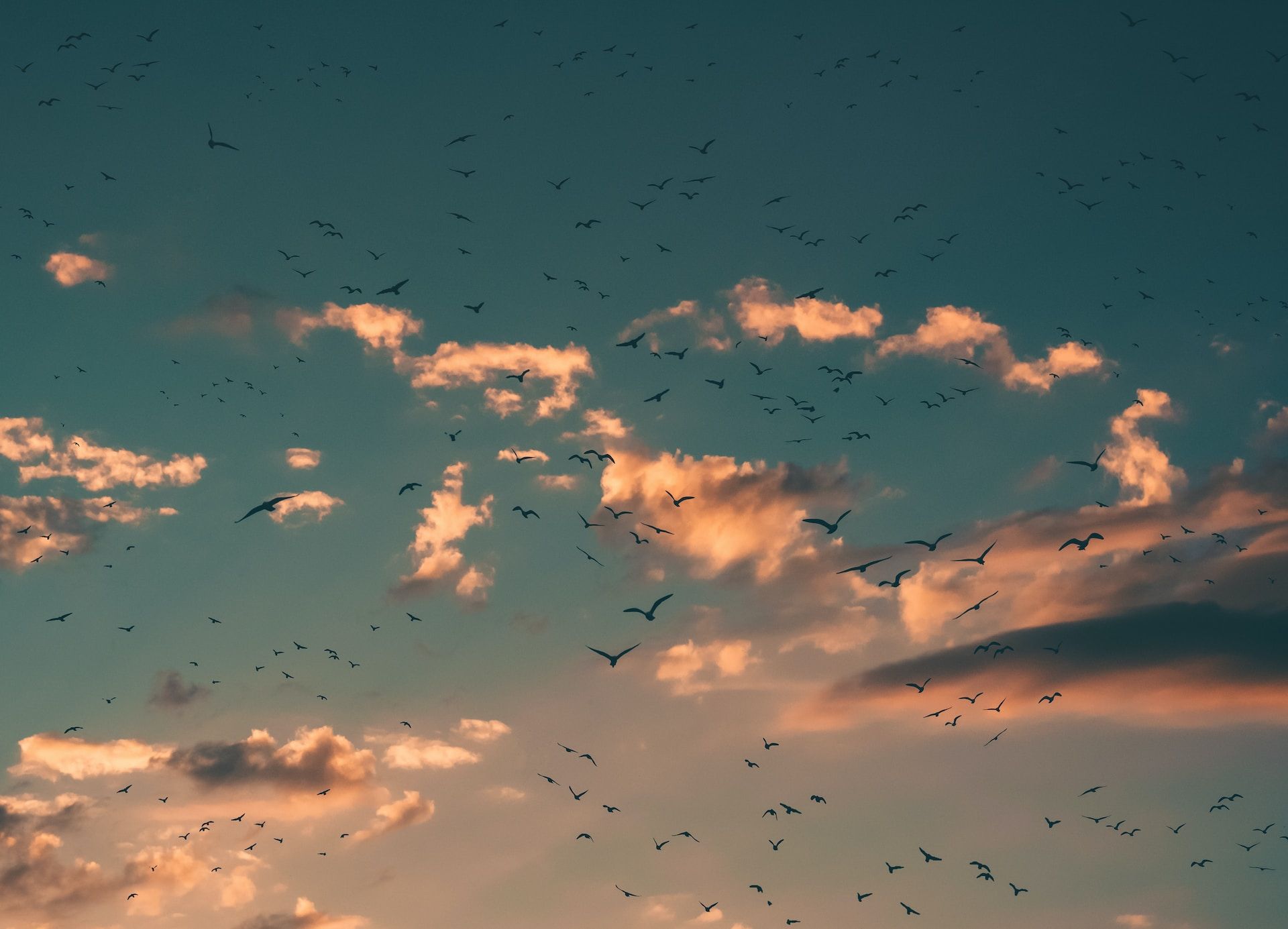 Header image: Bird flocks in the sky