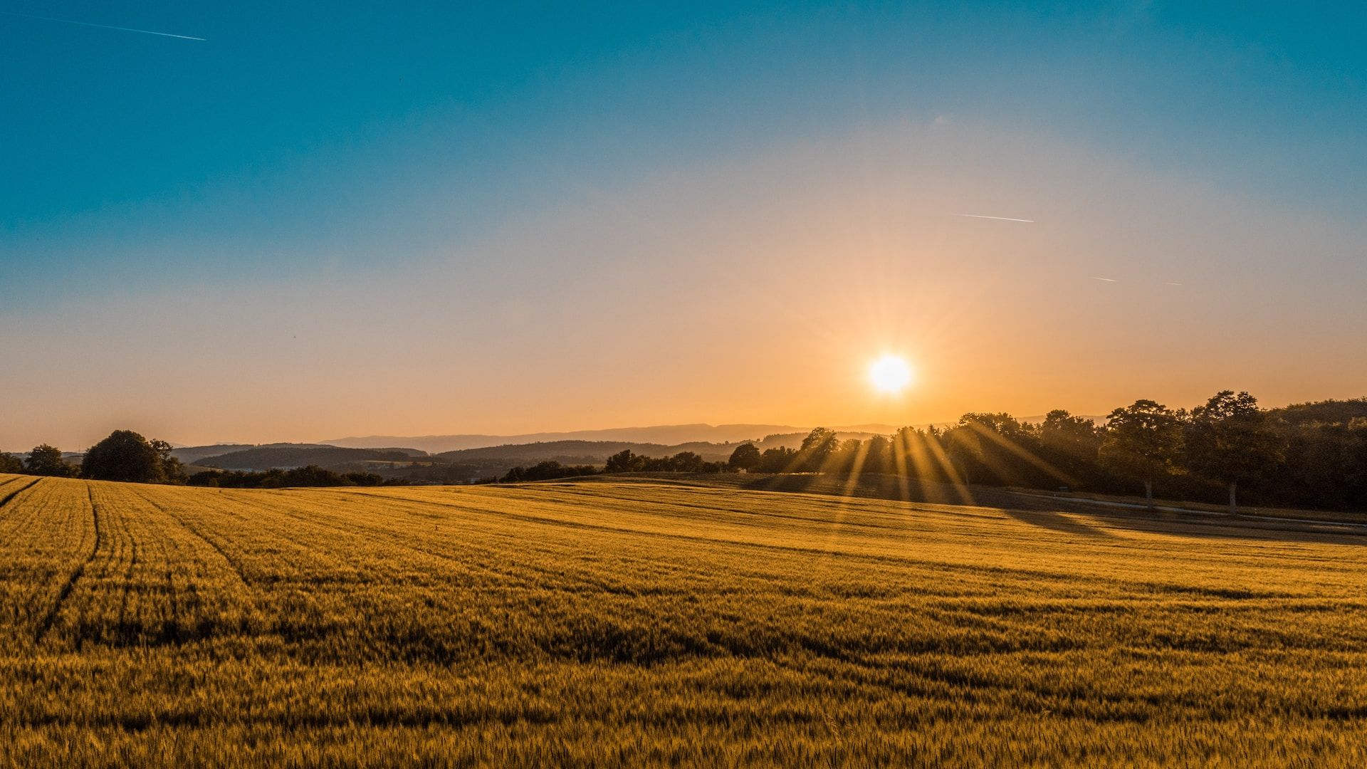 Header image: Sunrise over yellow cornfields